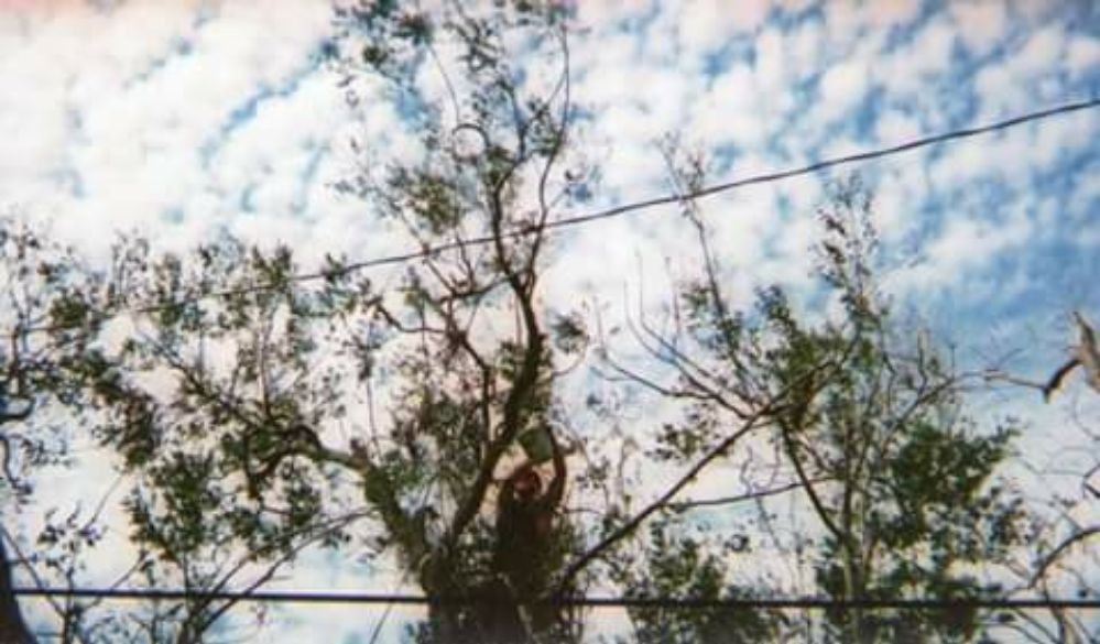 Hellock Tree Service