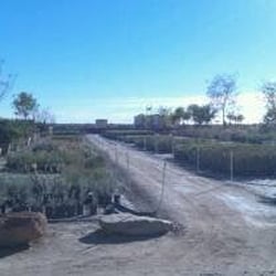 Yuma Nursery Supply Landscaping 4405 S Avenue A Az Photo Of Yuma Nursery Supply Az United States