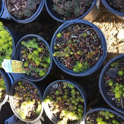 East Bay Nursery 57 Photos 143 Reviews Nurseries Gardening Photo Of East Bay Nursery Berkeley Ca United States Sedum Angelina In