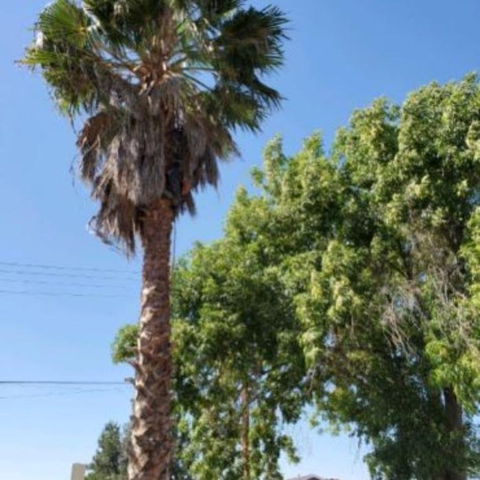 Armando's Landscaping