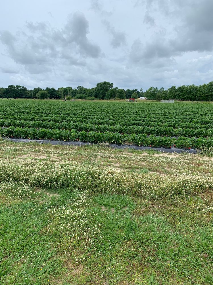 The Strawberry Farm