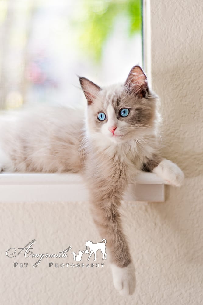 Amyranth Pet Photography CLOSED 20 Photos Pet Photography