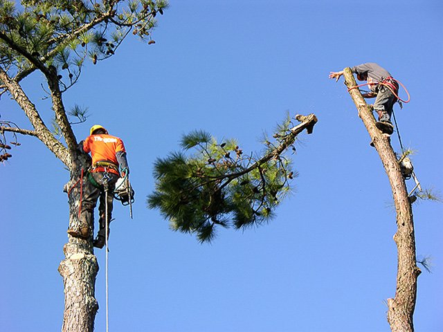 Hartin Tree Service