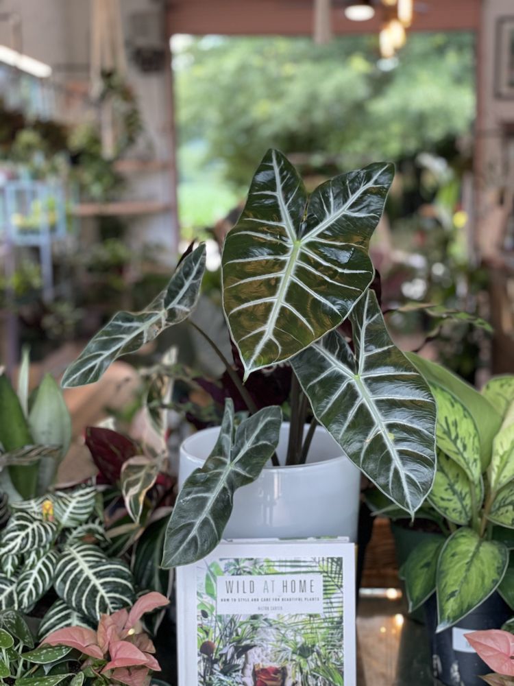 Wilderness Plant Shop