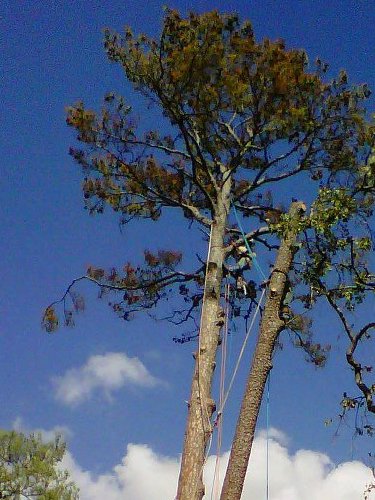 Photos For Adams Tree Service Yelp Photo Of Adams Tree Service Katy Tx United States