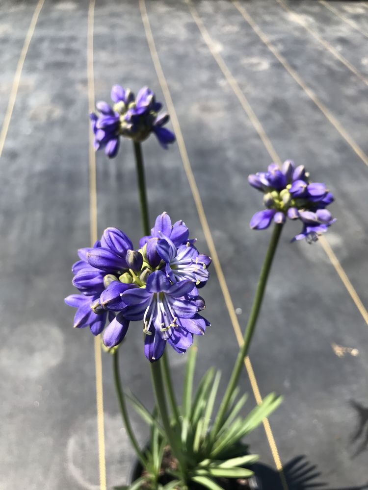 Latham's Nursery Inc.