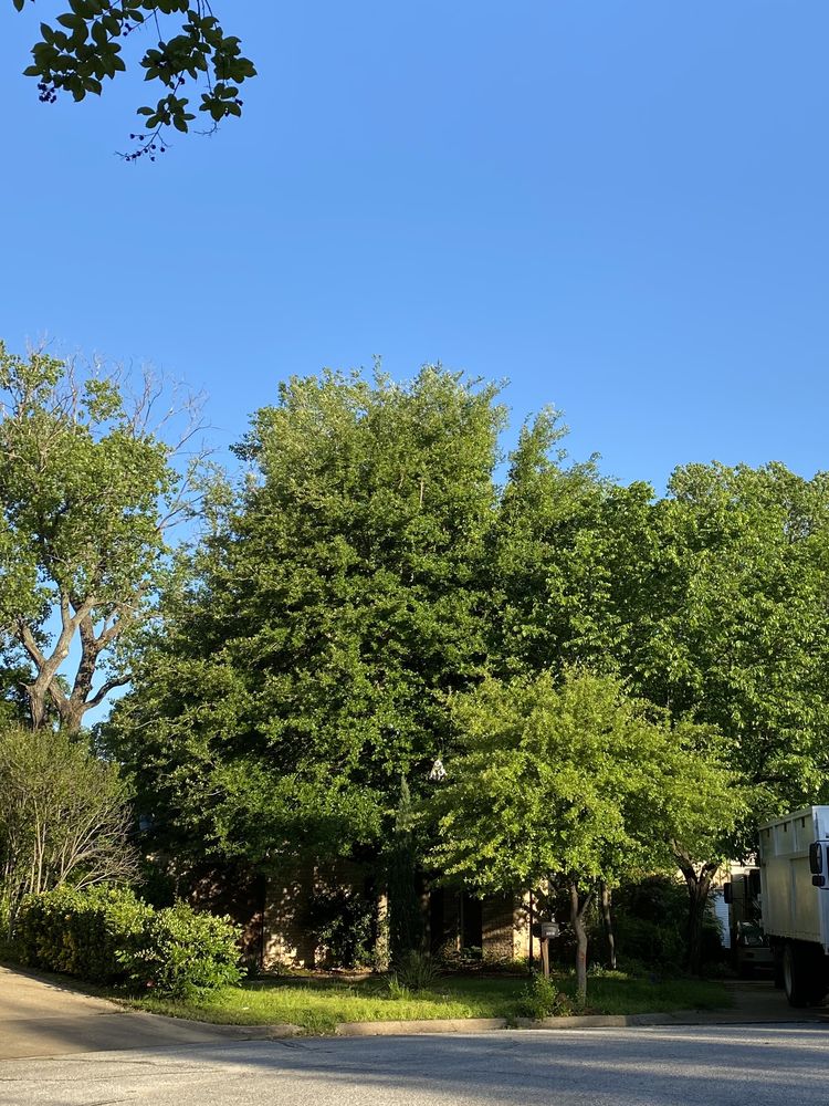 S&P Tree Service