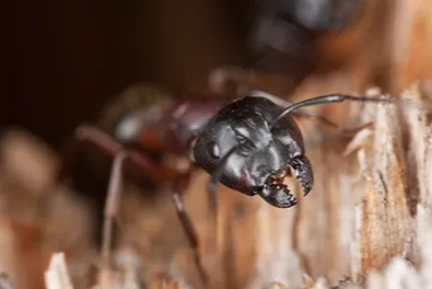 All Pest Control - Vancouver