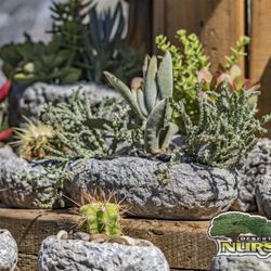 Desert Horizon Nursery 235 Photos 82 Reviews Nurseries Photo Of Desert Horizon Nursery Queen Creek Az United States
