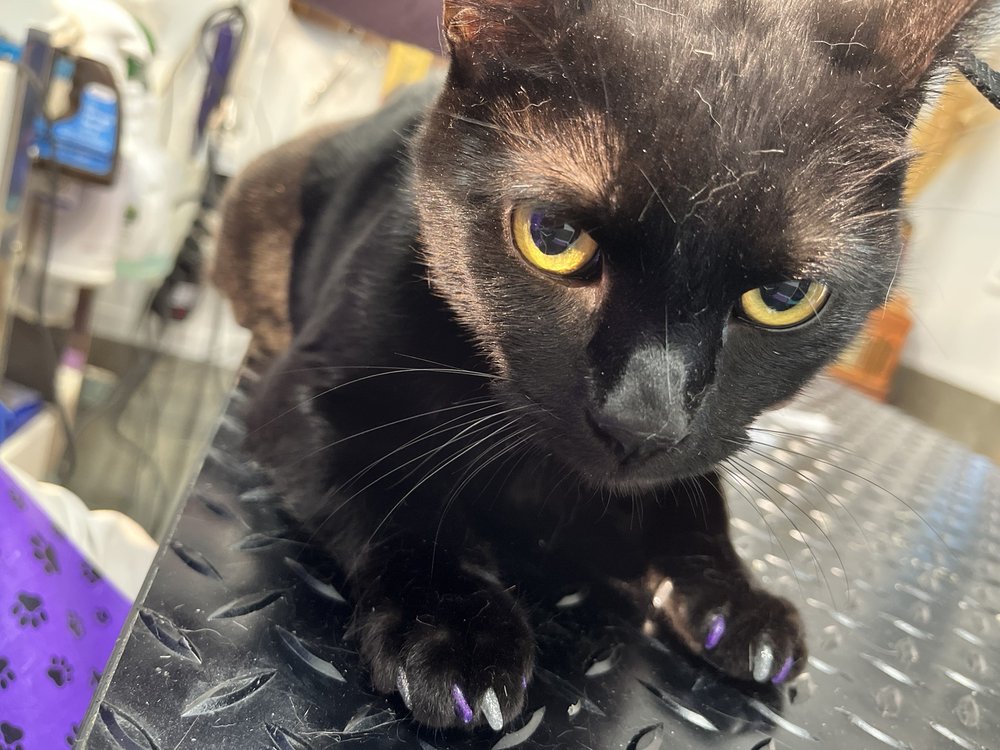 Catndog Pet Grooming