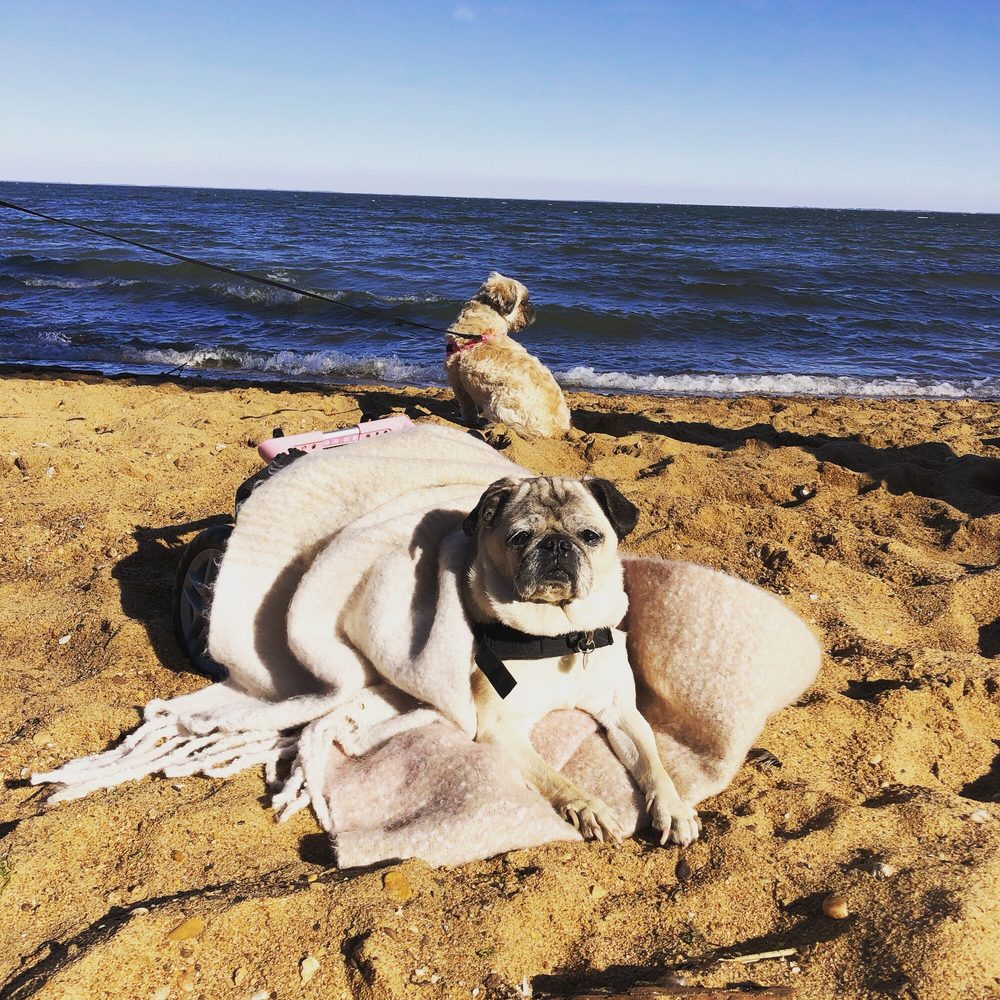 Downs Park and Dog Beach
