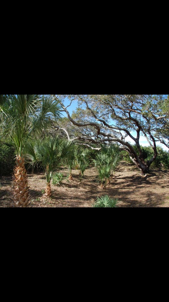 Affordable Tree & Landscape