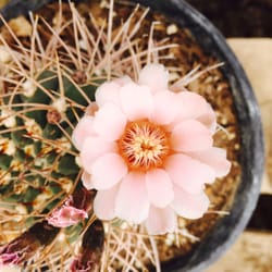 Cactus Mart 69 Photos 31 Reviews Nurseries Gardening 3571 Photo Of Cactus Mart Fillmore Ca United States