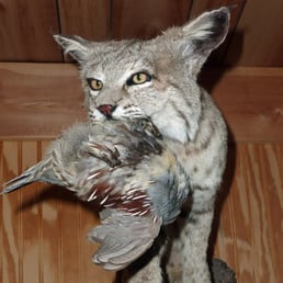 tucson taxidermy 12 photos taxidermy 5861 n desert view dr