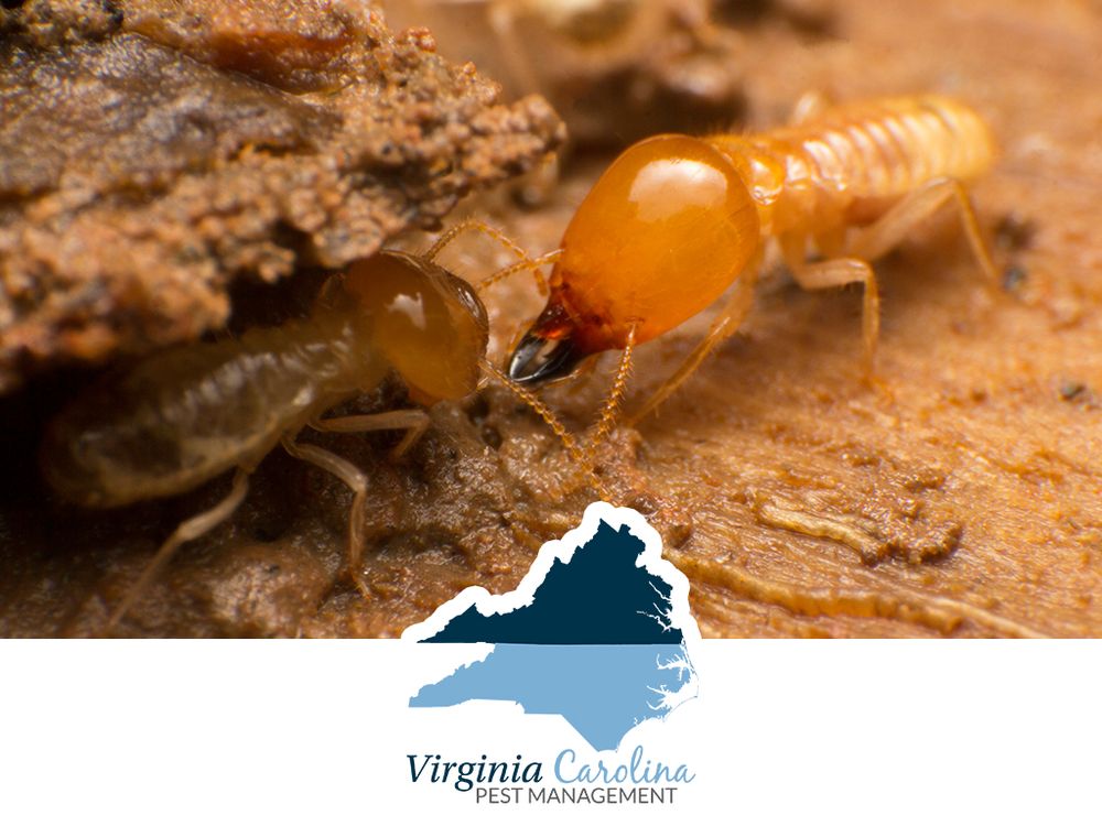 Virginia Carolina Pest Management