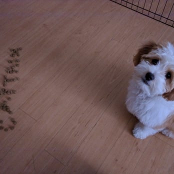 What Age Can You Let Puppies Interact With Other Dog What Age Can You Let Puppies Interact With Other Dog