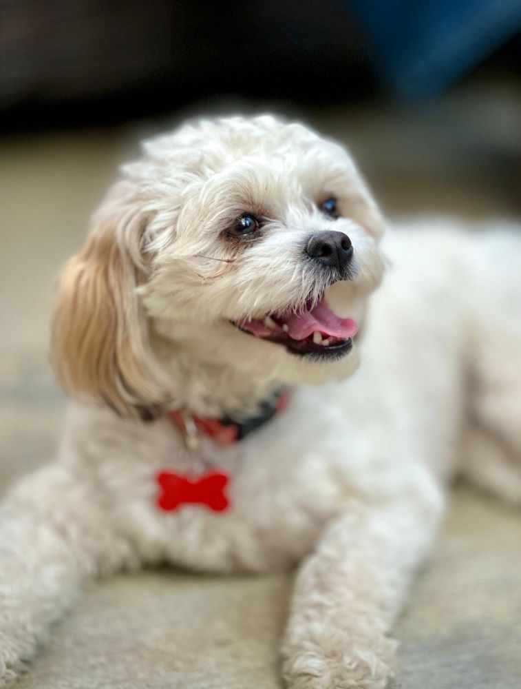 Cali Pets Hotel