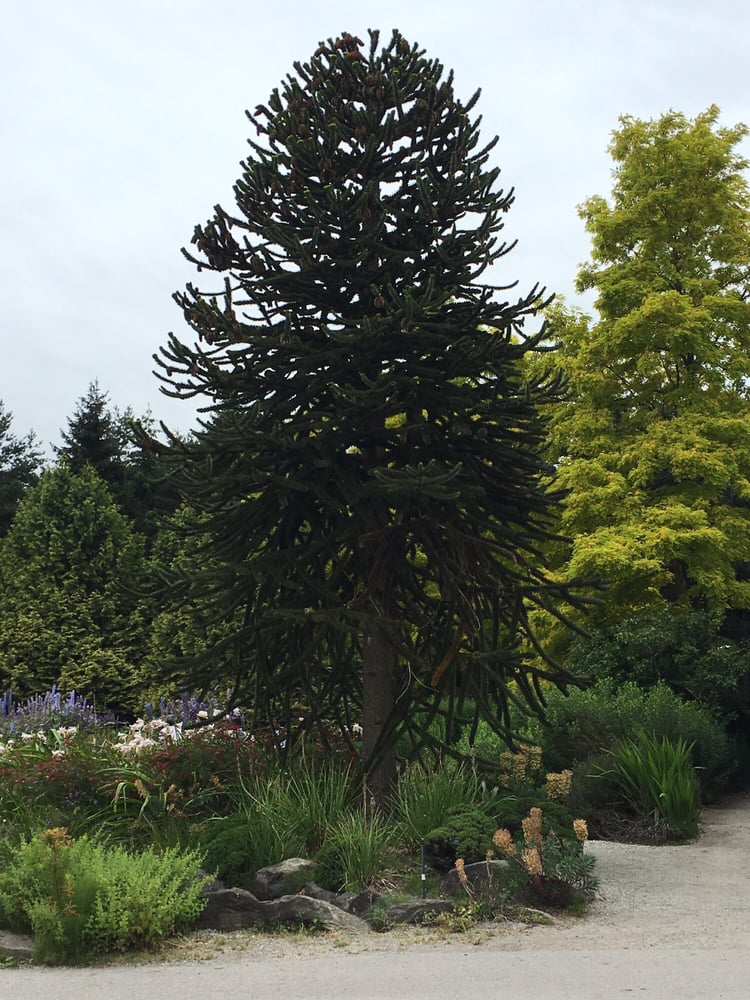 Monkey Puzzle / Monkey Tail tree. Yelp