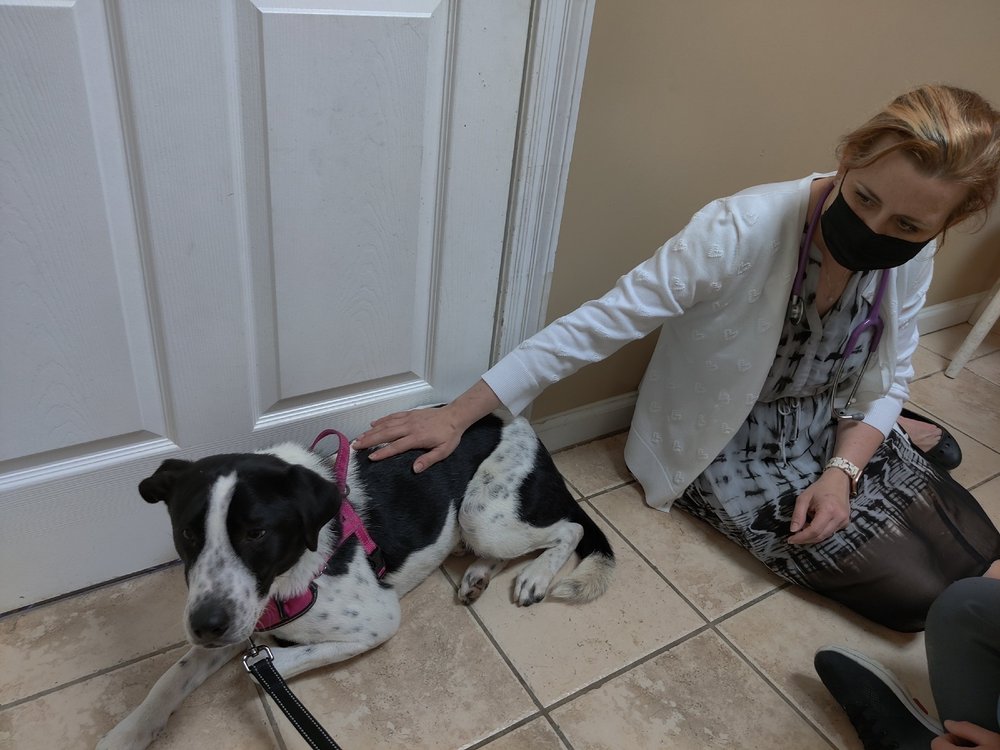 Bayview Veterinary Hospital Image