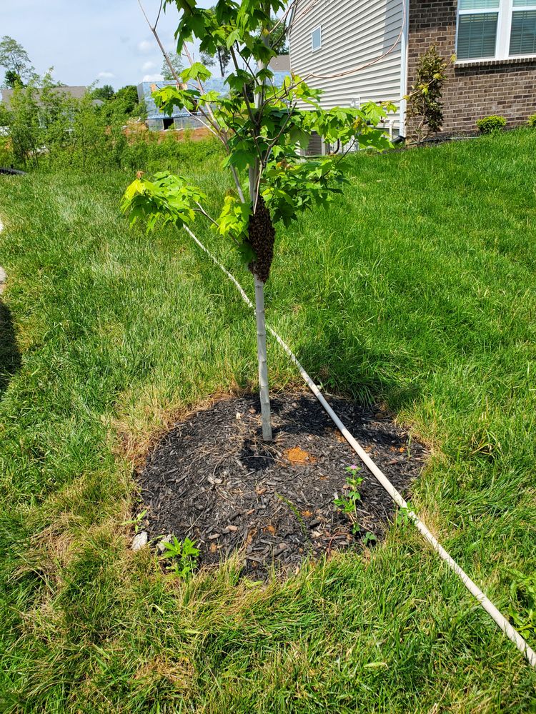 Eco Bee Removal