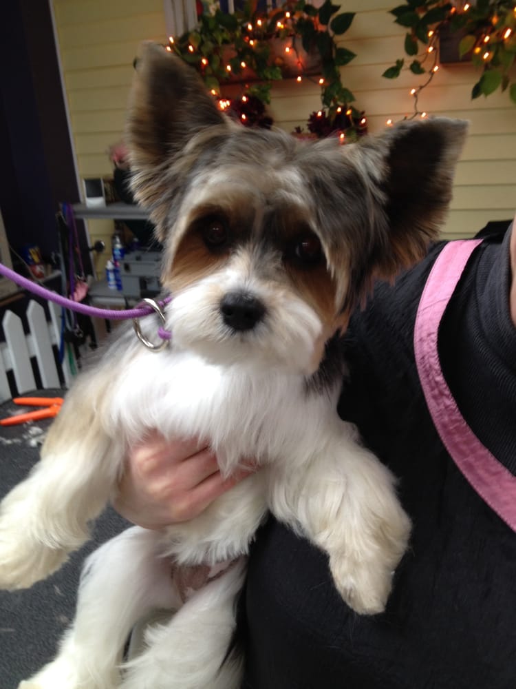 biewer yorkie haircuts