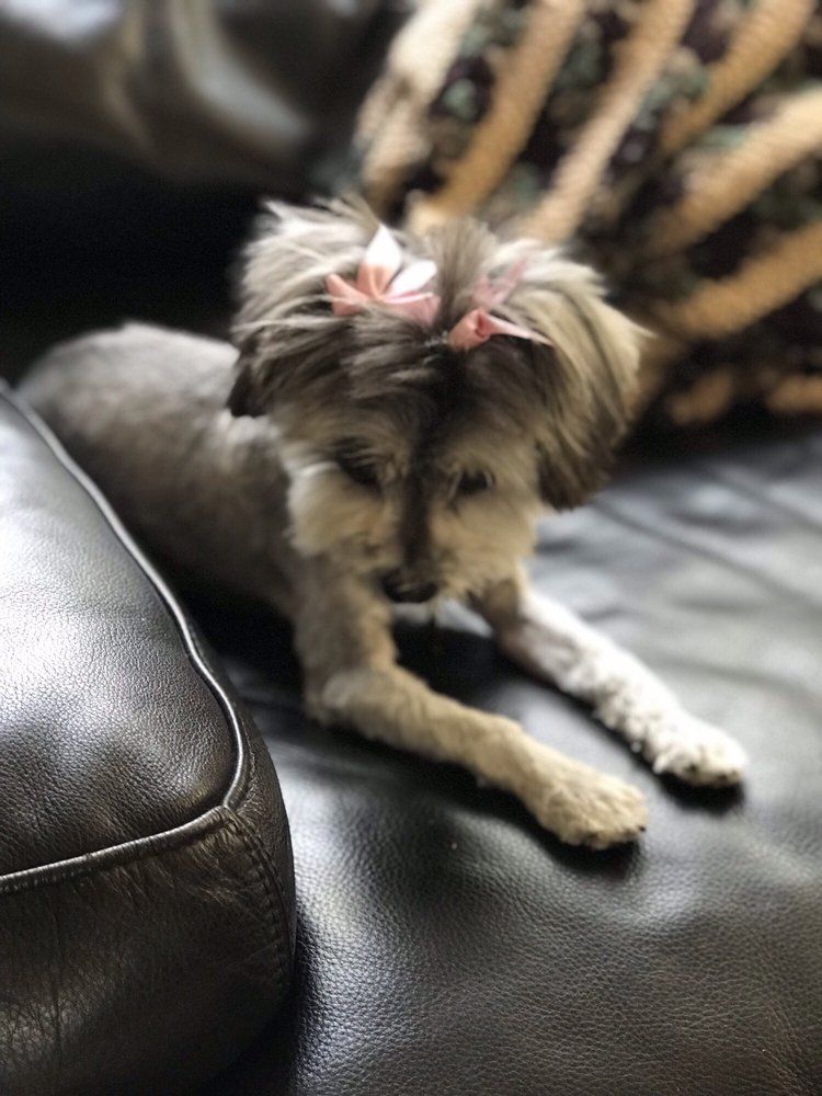 Proud Pet Boutique & Grooming