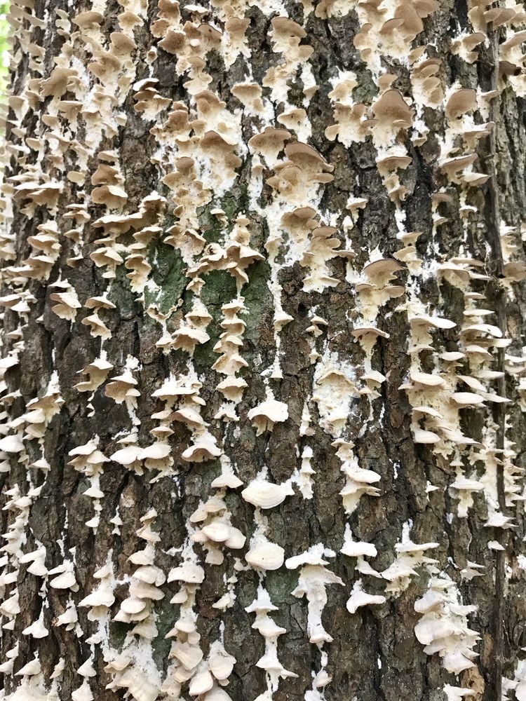 Lake Crabtree County Park 132 Photos & 35 Reviews Parks 1400