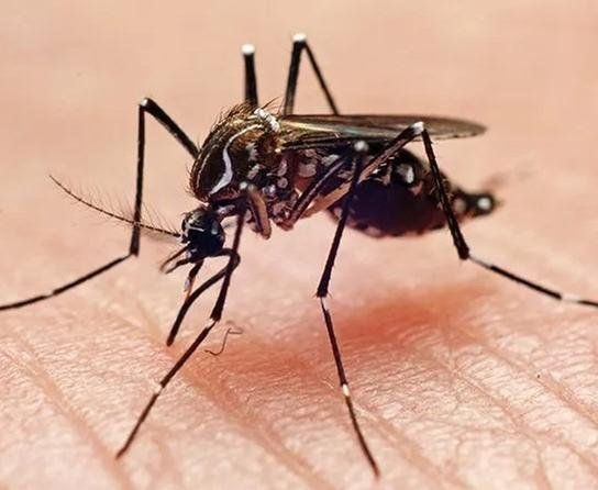 Outer Banks Pest Control