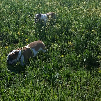 Petsmart Dog Day Camp Reviews Petsmart Dog Day Camp Reviews
