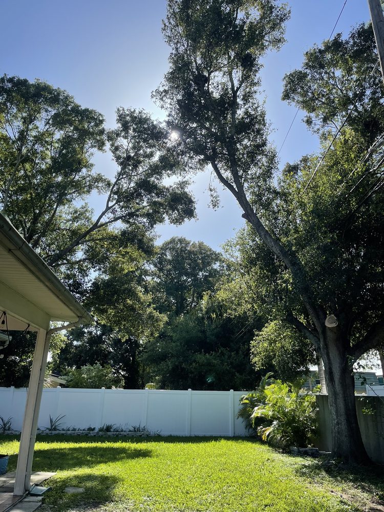 Proper Cut Tree Care