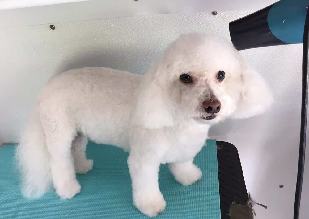 A Zen Dog Spa in Yucaipa