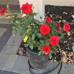 Armstrong Garden Centers 78 Photos 71 Reviews Nurseries Photo Of Armstrong Garden Centers Dublin Ca United States