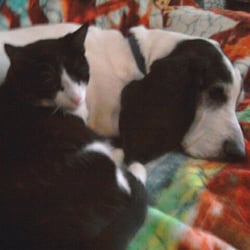 basset buddies rescue animal rescue shelters basset buddies rescue animal rescue shelters