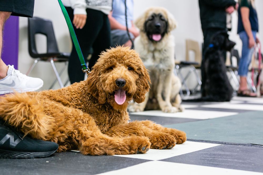 k9 training and doggy daycare