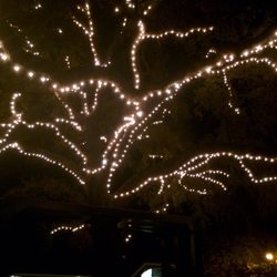 danville oak tree landmarks historical buildings diablo rd and