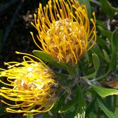 Taft Gardens - 65 Photos - Botanical Gardens - 2162 Baldwin Rd, Ojai