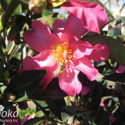 Sakioka Whole Nursery Inc 176 Photos 25 Reviews Nurseries Photo Of Sakioka Whole Nursery Inc Westminster Ca United States Camellia