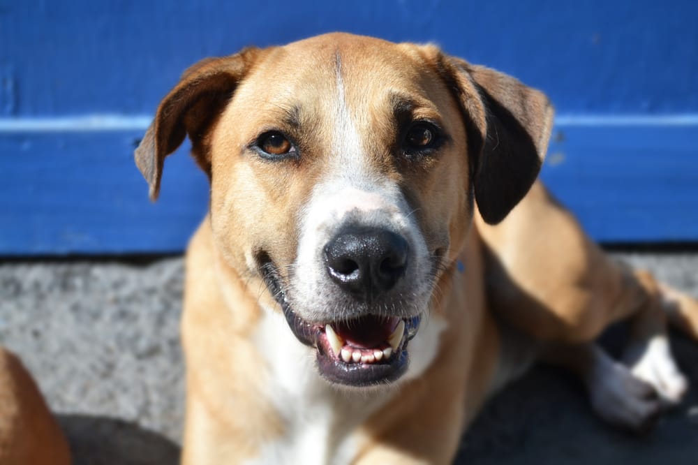 Ohana Doggie Day Care &amp; Spa 1273 Photos &amp; 105 Reviews