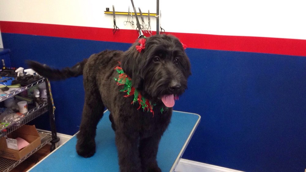 Show Dog Grooming Pennsauken Nj Show Dog Grooming Pennsauken Nj