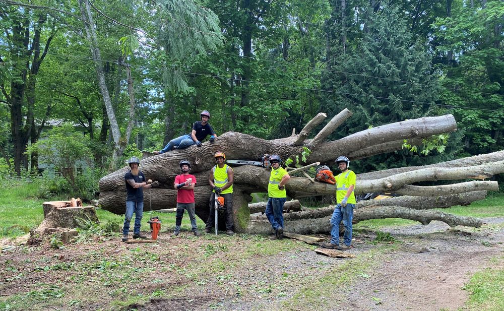 Sauve & Sons Tree Work