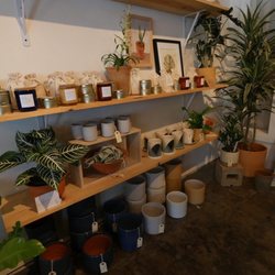Nurseries Gardening In Austin Yelp Frond Plant