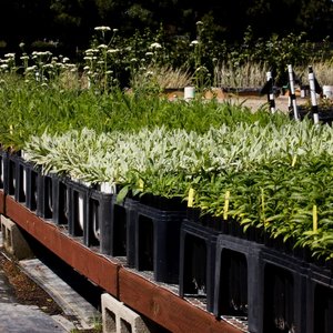 The Watershed Nursery 2019 All You Need To Know Before The Watershed Nursery 2019 All You Need To Know Before