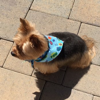 happy tails dog spa happy tails dog spa