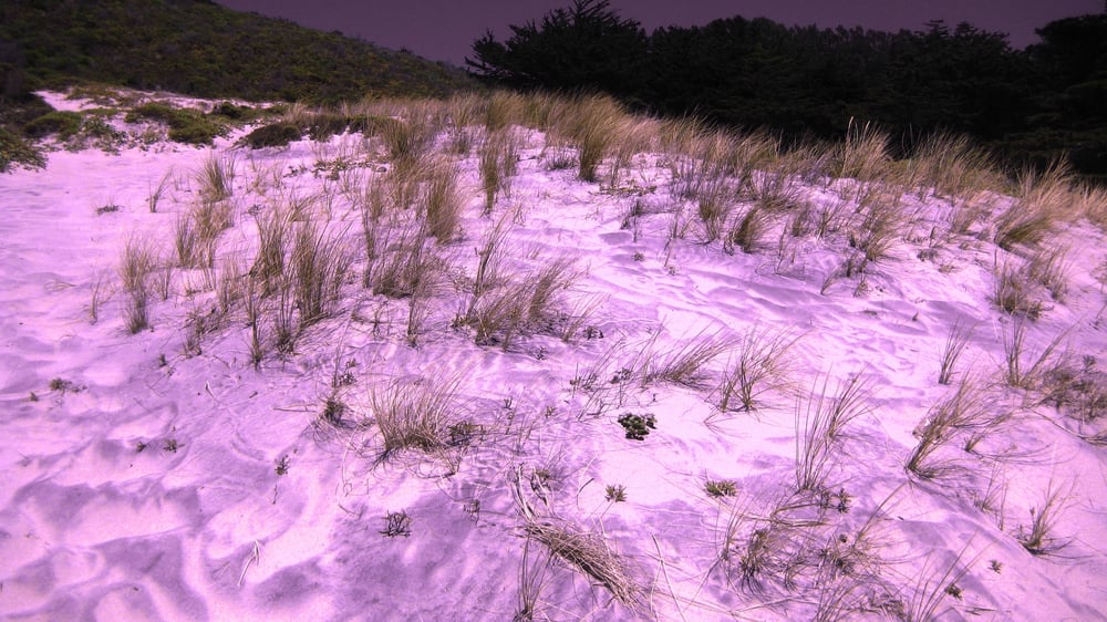 The Sand At Pfeiffer State Beach In Sur Really Is Purple Deeper Photo Of Pfeiffer Beach Sur Ca United States The Sand At