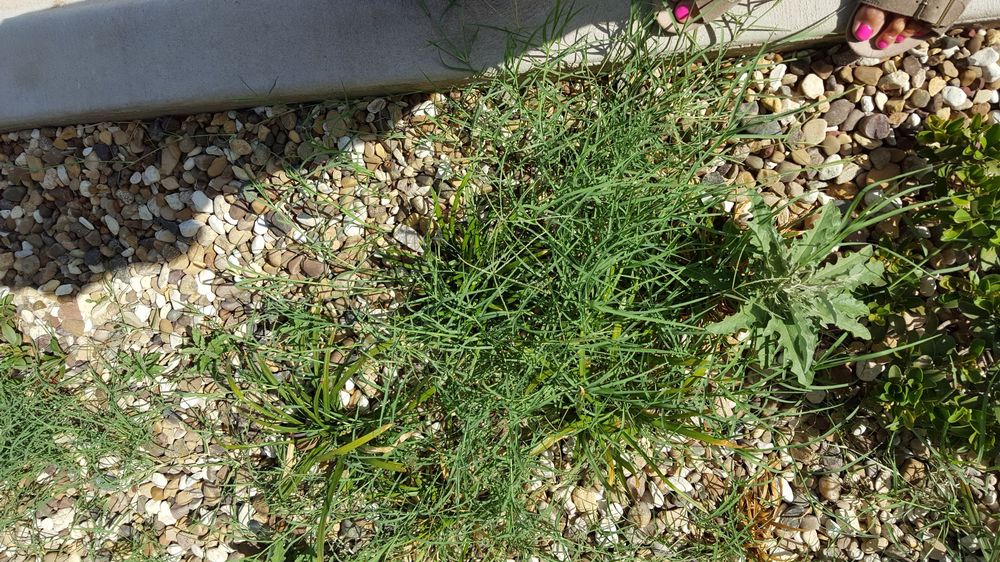 All Pro Lawnscapes