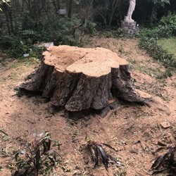 Rf Tree Service 66 Photos 17 Reviews Services 2102 Photo Of Rf Tree Service Houston Tx United States A Large Stump