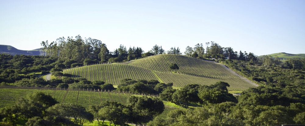 Cebada Vineyard