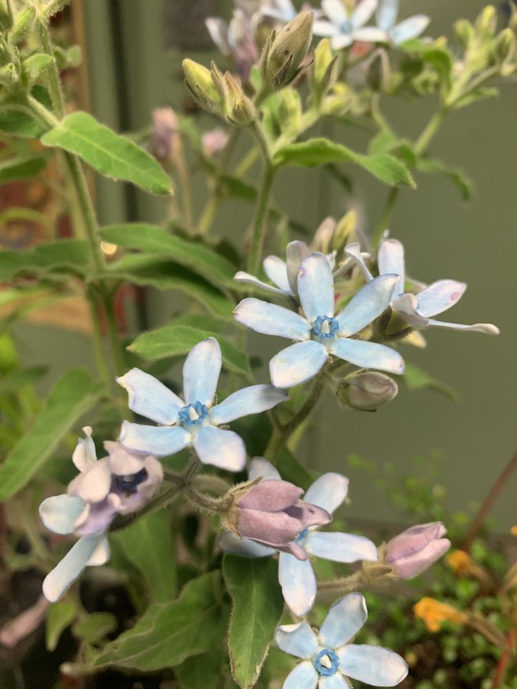 luna's Gardens