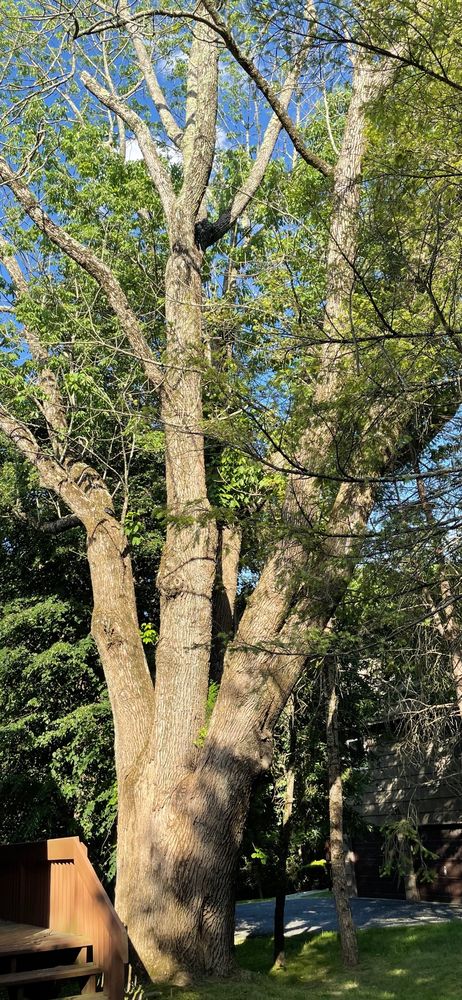 All American Tree Care