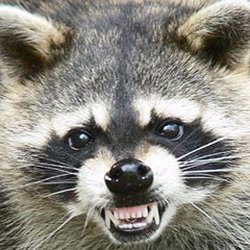 Catch A Critter Pest Control Richmond Heights Oh Phone Number Photo Of Catch A Critter Richmond Heights Oh United States